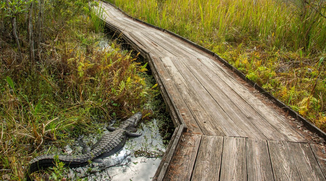 American alligator resting very close to the boardwalk trail through wild Louisiana swamp and marsh in Barataria Preserve outside Marrero near New Orleans, USA