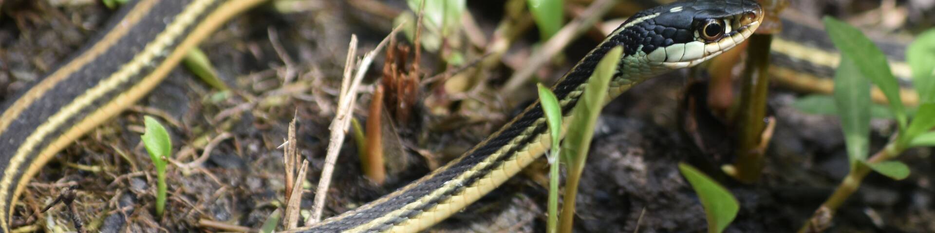 A snake on the ground with green plants and soil.