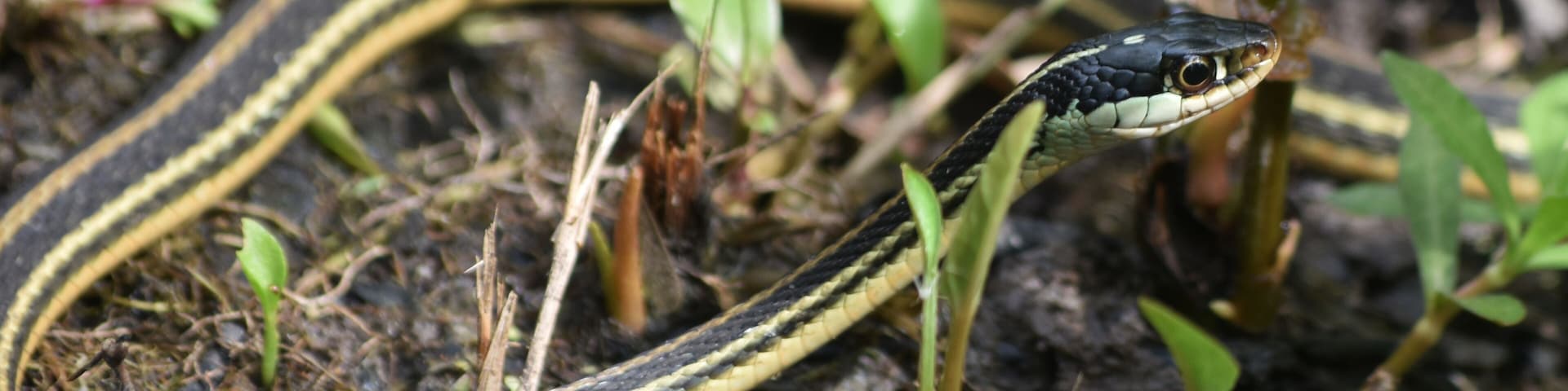 A snake on the ground with green plants and soil.