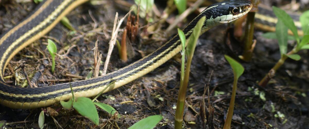 A snake on the ground with green plants and soil.