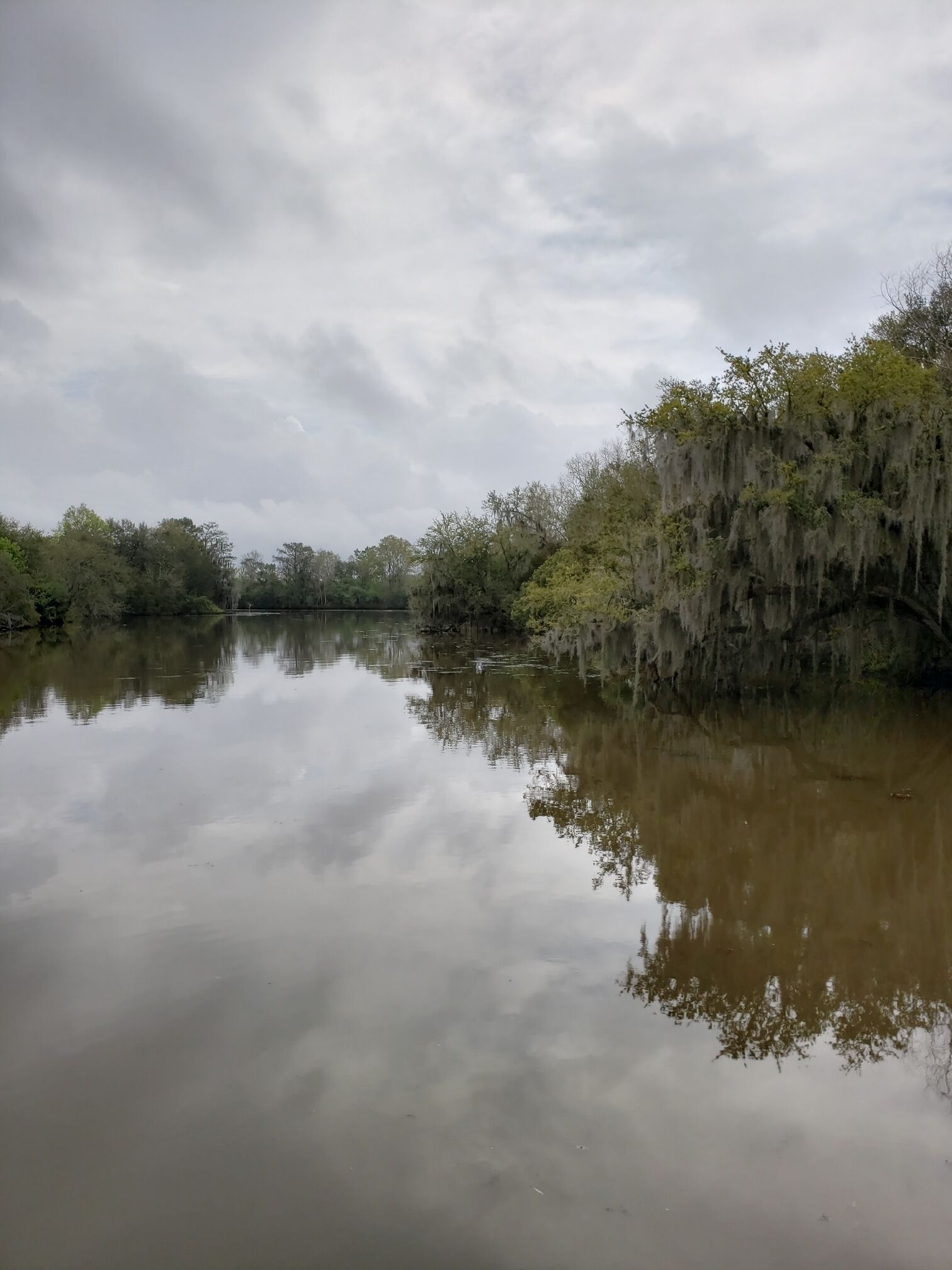 Not sure what was more exciting, the alligators or the reflections created on an overcast day.