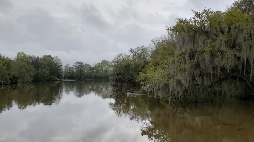 Not sure what was more exciting, the alligators or the reflections created on an overcast day.