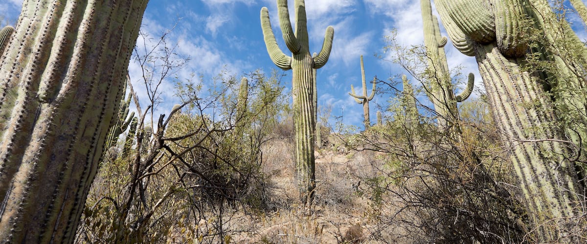 A desert landscape with tall cacti and sparse vegetation under a clear blue sky.