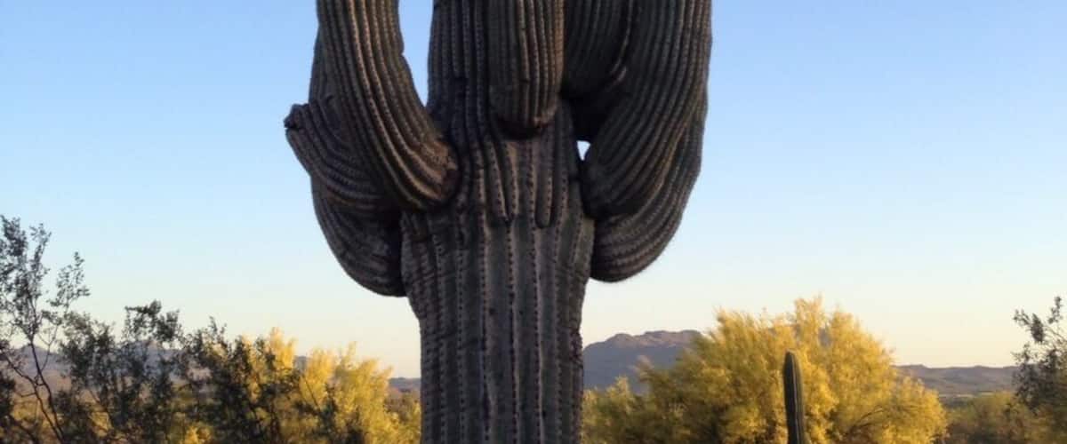 Un cactus saguaro alto con varios brazos frente a un cielo azul despejado.