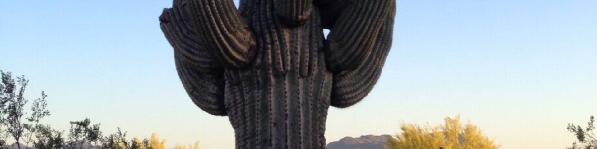 A tall saguaro cactus with multiple arms against a clear blue sky.