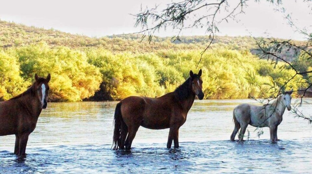 Wild horses