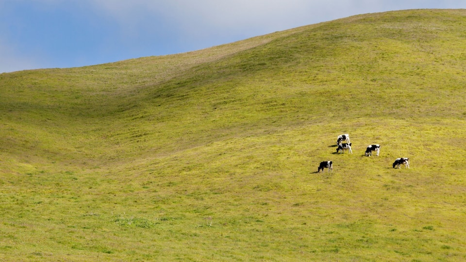 A grassy hill with several cows grazing.