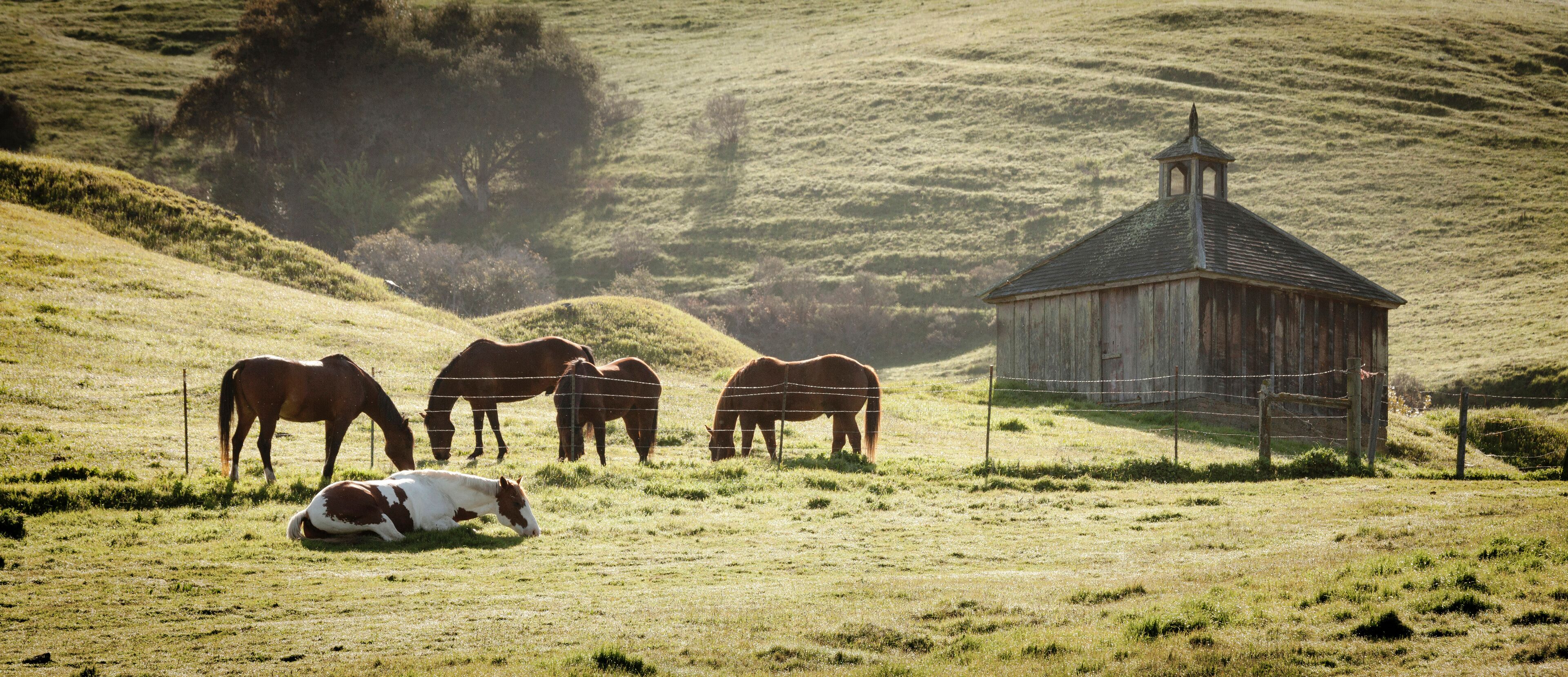 USA, California, Olema. Horses and old barn.
