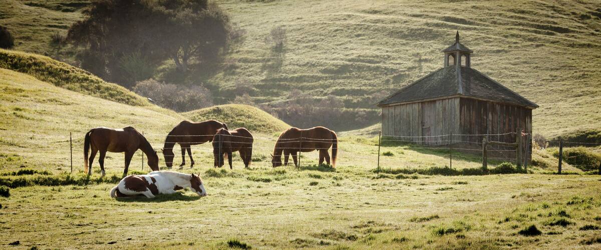 USA, California, Olema. Horses and old barn.