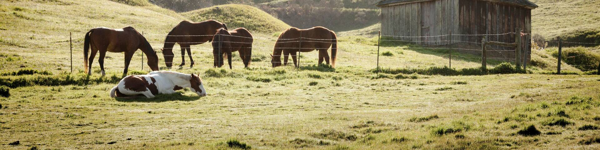 USA, California, Olema. Horses and old barn.