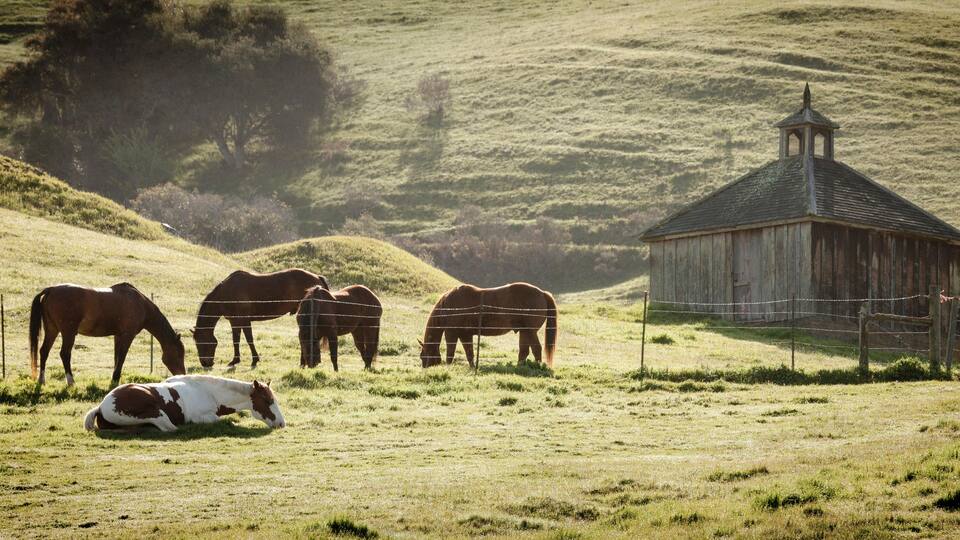A rural landscape with rolling hills, a wooden barn, and horses grazing.