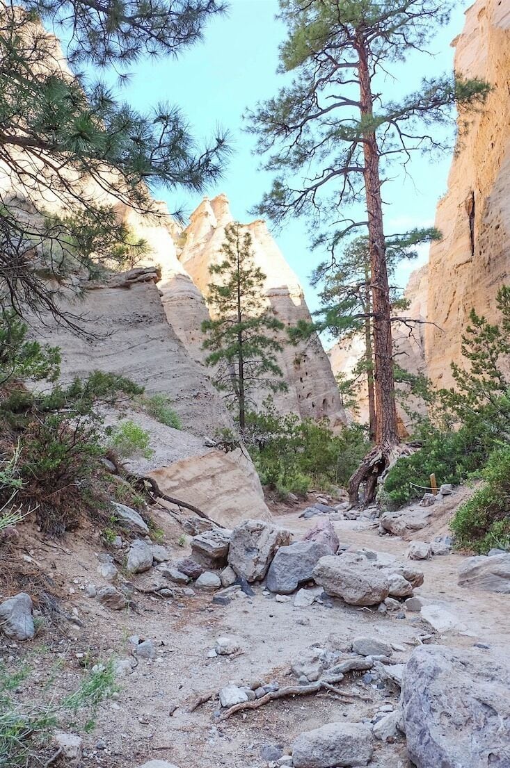 A rocky trail with pine trees and a canyon in the background.