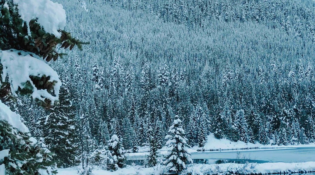 Incredibly easy access to a wonderful, winter-wonderland trail only about an hour out of the city.