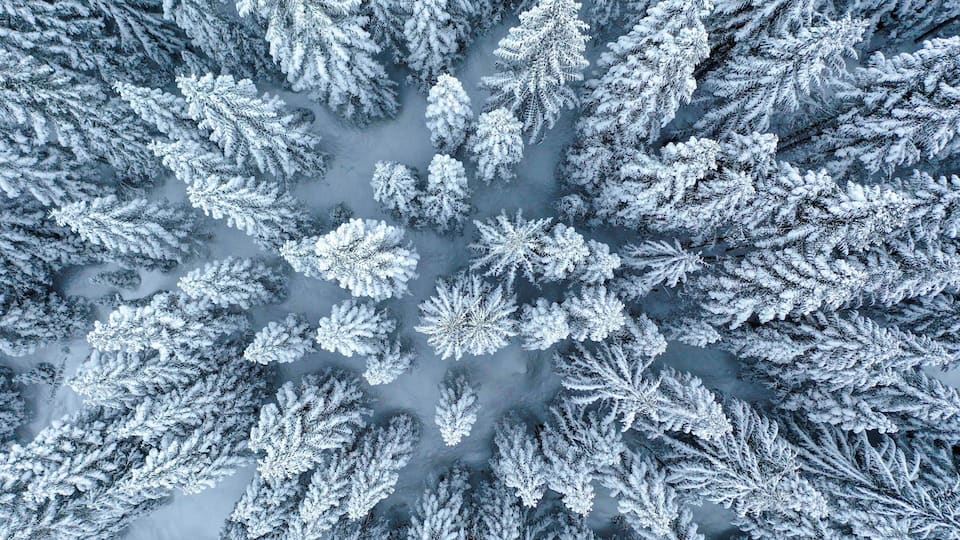 Washington White Pines never looked so good. 2018 was a year for TRAVEL. Let’s continue it into 2019! #wanderlust #travel #perspective #pnw #washington #state #trees #nature #takeahike #drone #fromabove