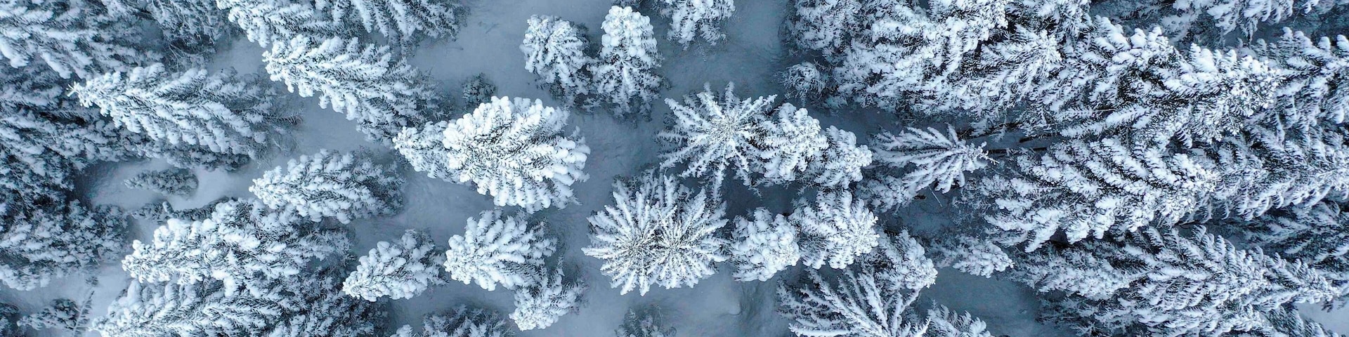 Washington White Pines never looked so good. 2018 was a year for TRAVEL. Let’s continue it into 2019! #wanderlust #travel #perspective #pnw #washington #state #trees #nature #takeahike #drone #fromabove