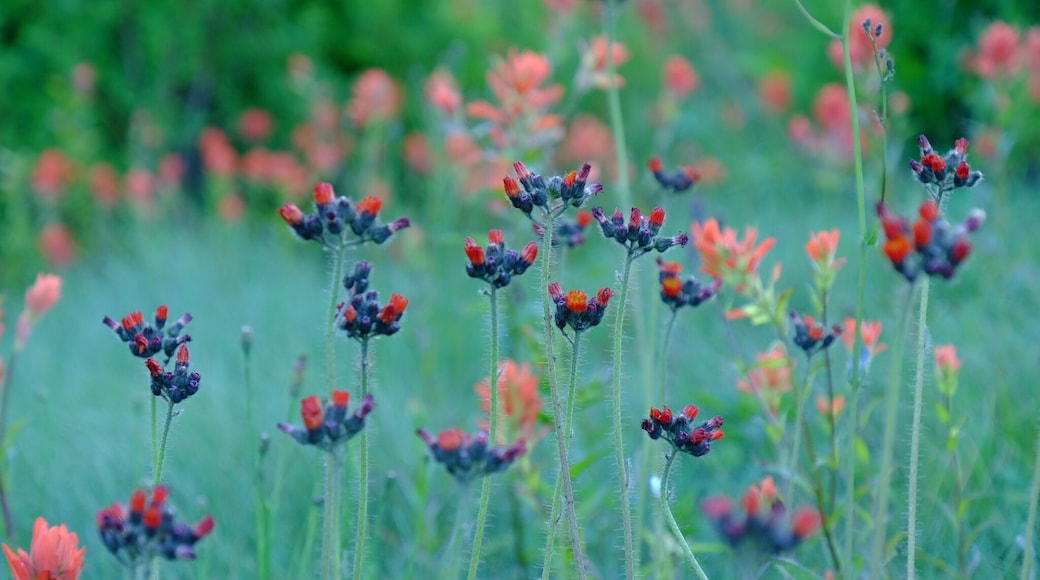 Wild flowers at Snoqualmie West in the summer time.
#LifeAtExpedia