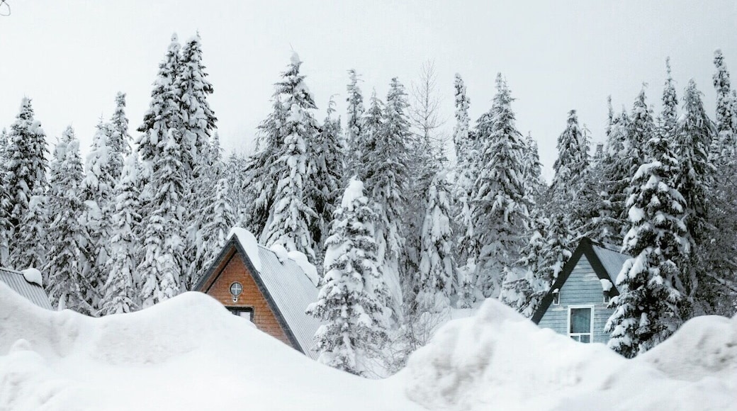 Snowed In #winterdestination #hiking #weekendgetaway #snow #winter #skiing