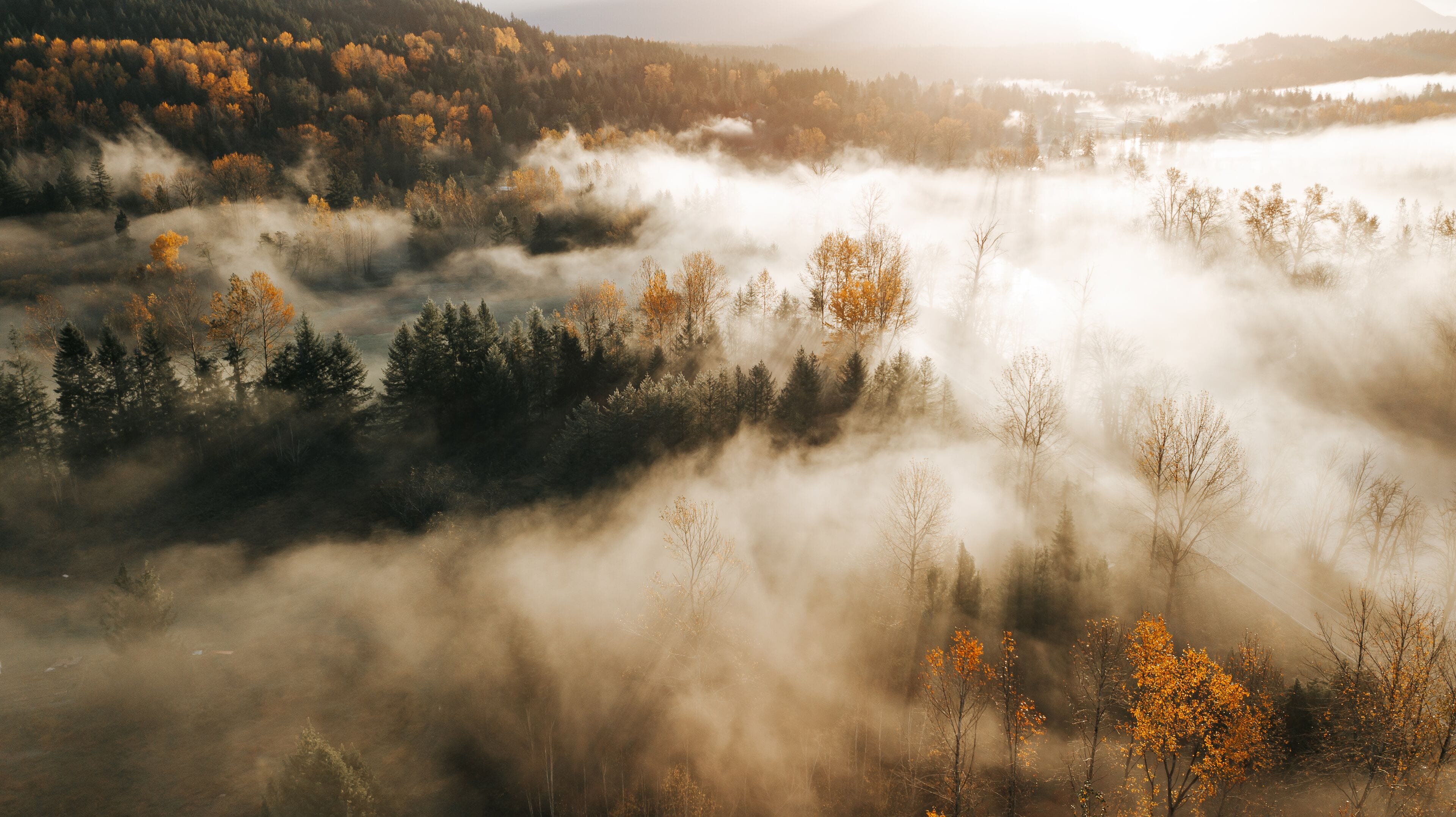 Sunny Fall Colors During Foggy Morning In Washington