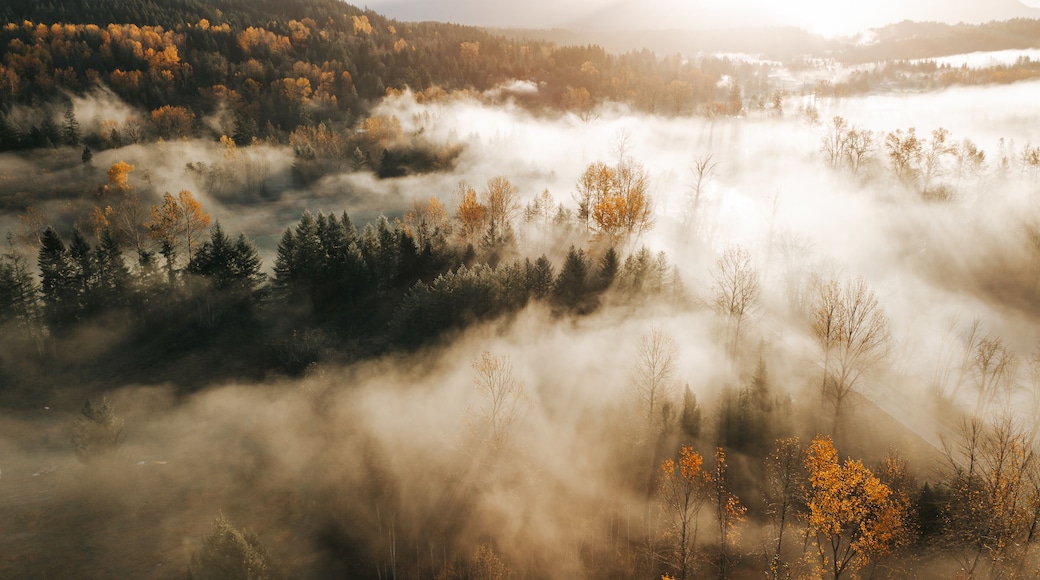 Sunny Fall Colors During Foggy Morning In Washington