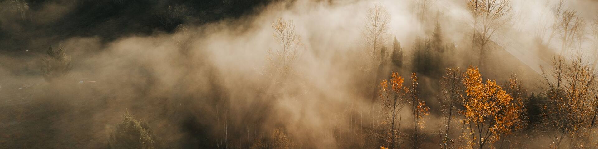 Sunny Fall Colors During Foggy Morning In Washington