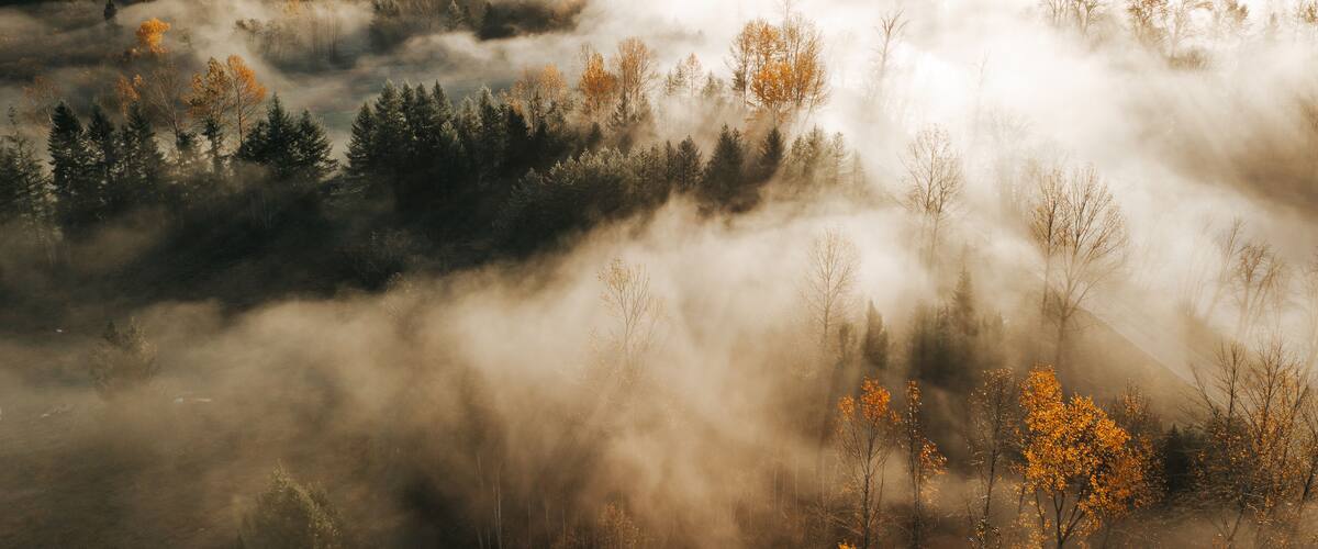 A forested landscape with autumn foliage and a misty atmosphere.