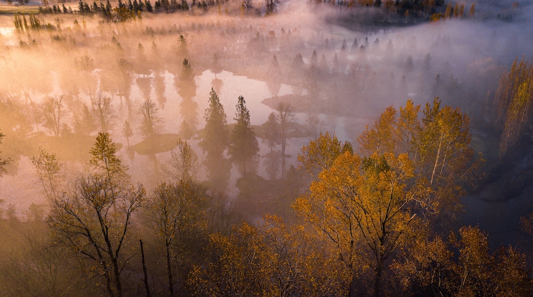 Sunny Fall Colors During Foggy Morning In Washington