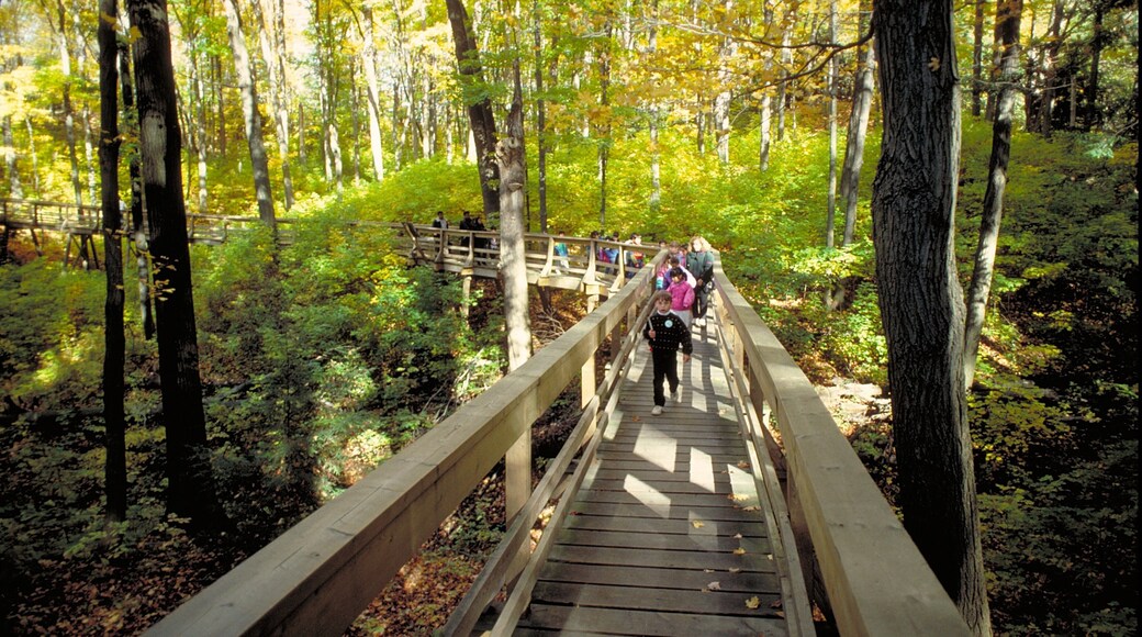 Kleinburg som omfatter en bro og skovområder såvel som børn
