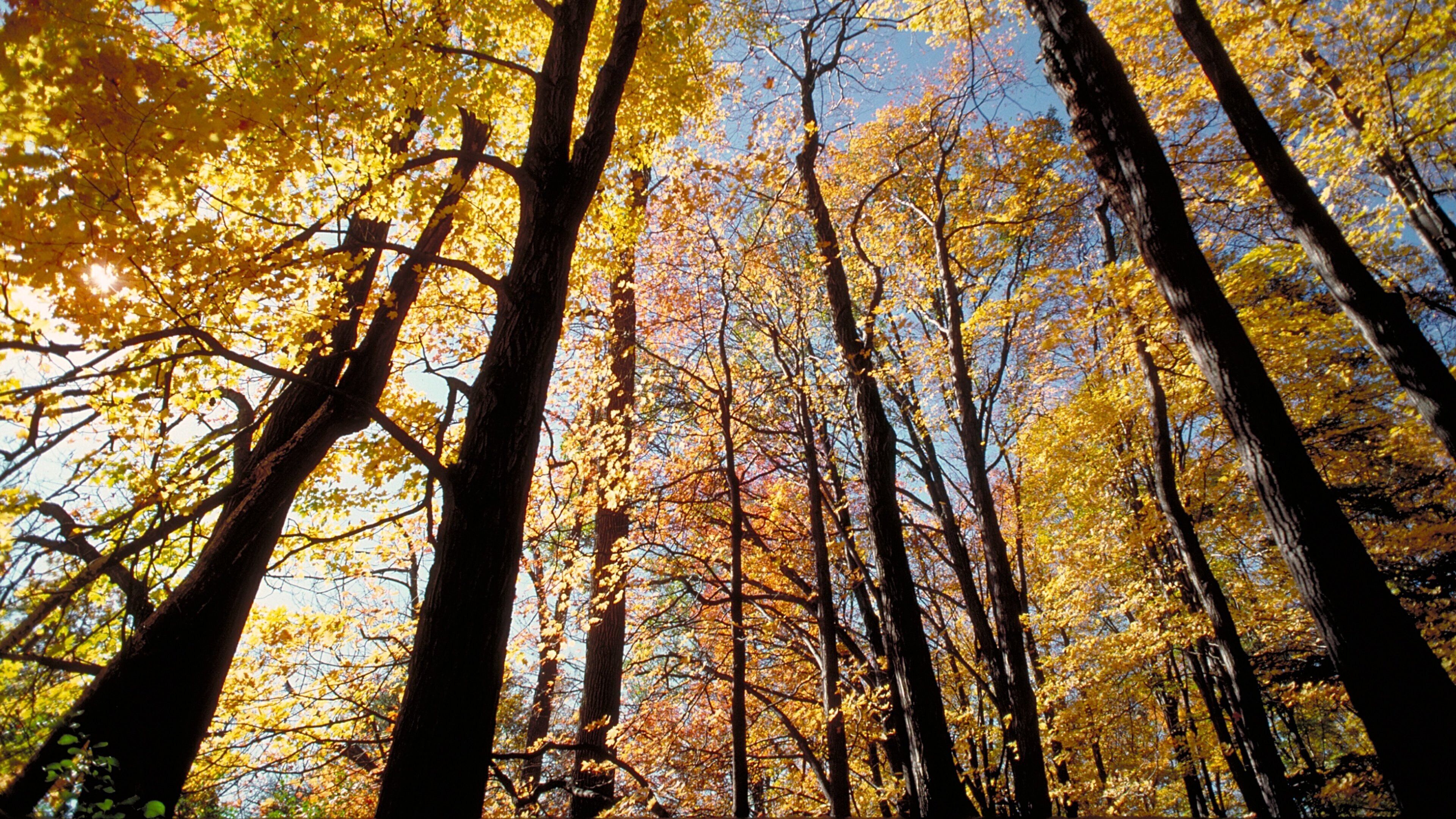 Kleinburg which includes forest scenes and autumn leaves
