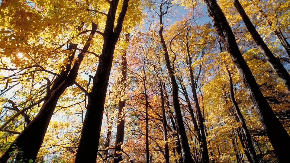 Kleinburg which includes forest scenes and autumn leaves