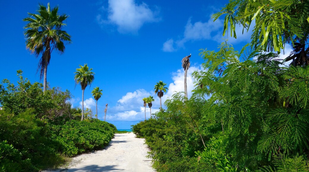 Grace Bay which includes general coastal views and tropical scenes