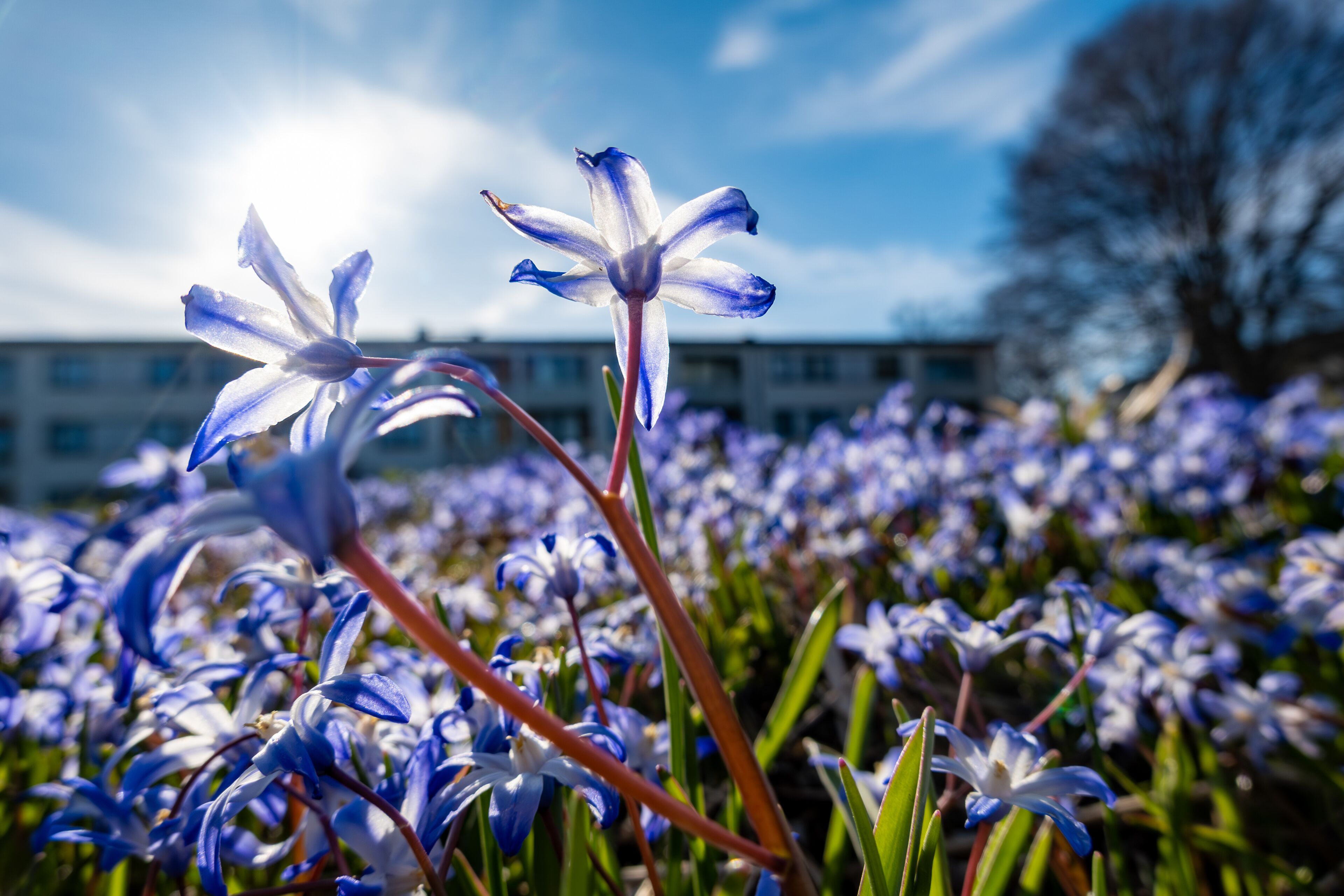 Stockholm, Sweden Purple spring flowers, Scilla forbesii, growing in a park in the Skarholmen ethnic residential district.