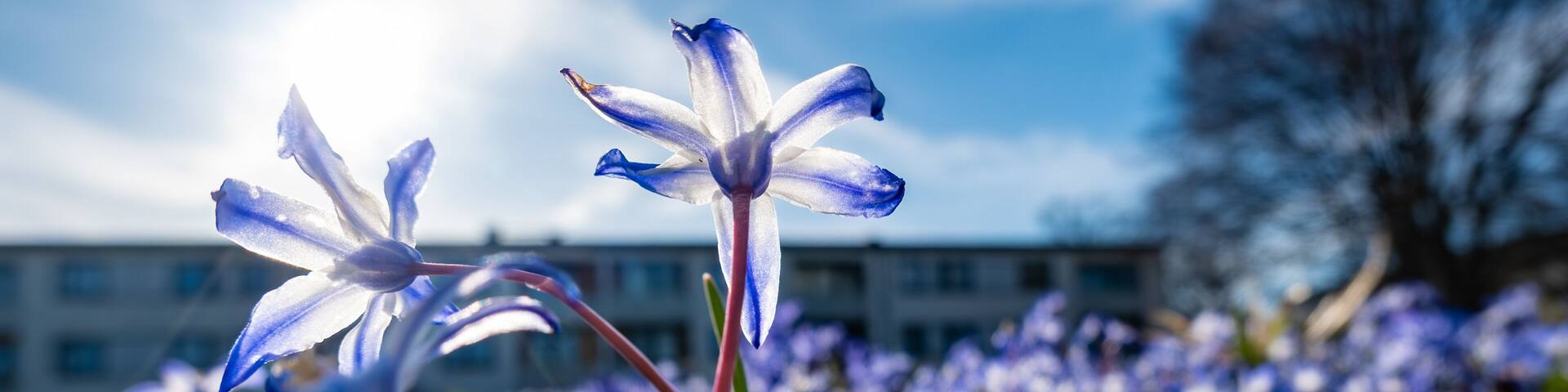 Stockholm, Sweden Purple spring flowers, Scilla forbesii, growing in a park in the Skarholmen ethnic residential district.