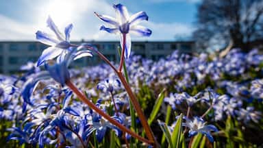 Stockholm, Sweden Purple spring flowers, Scilla forbesii, growing in a park in the Skarholmen ethnic residential district.