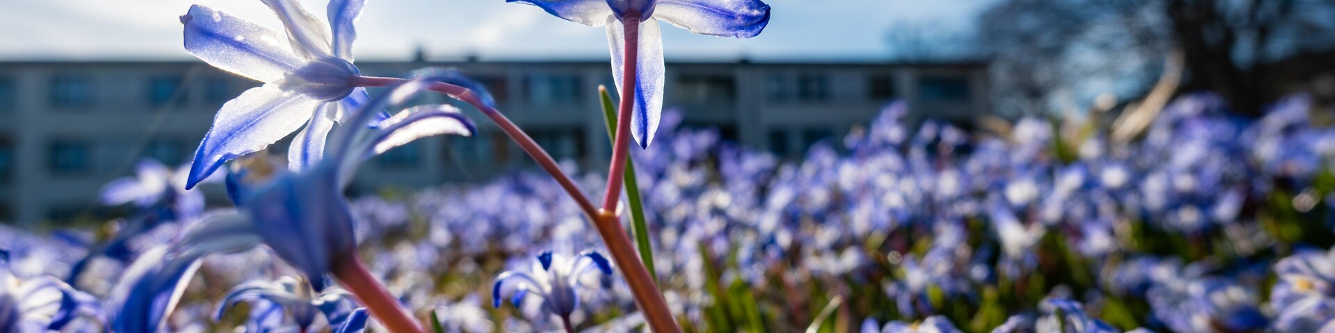 Stockholm, Sweden Purple spring flowers, Scilla forbesii, growing in a park in the Skarholmen ethnic residential district.