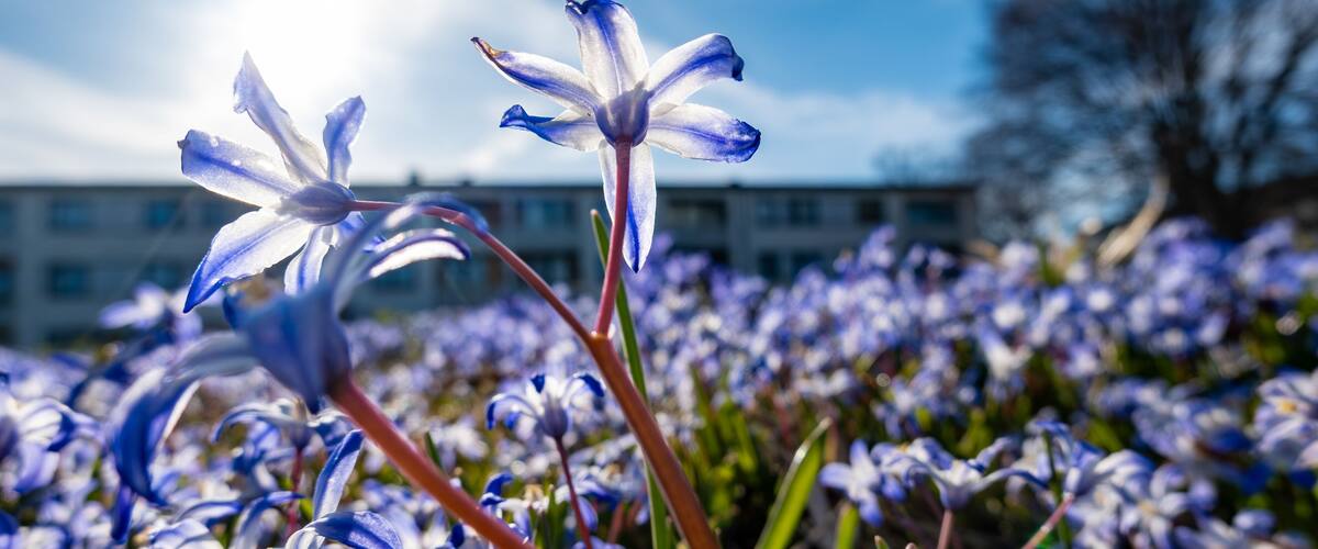 A field of blue and white flowers with a building in the background.