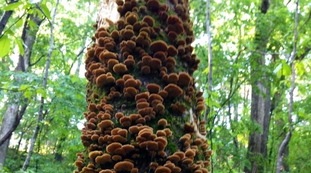 Hiking trail behind the water park