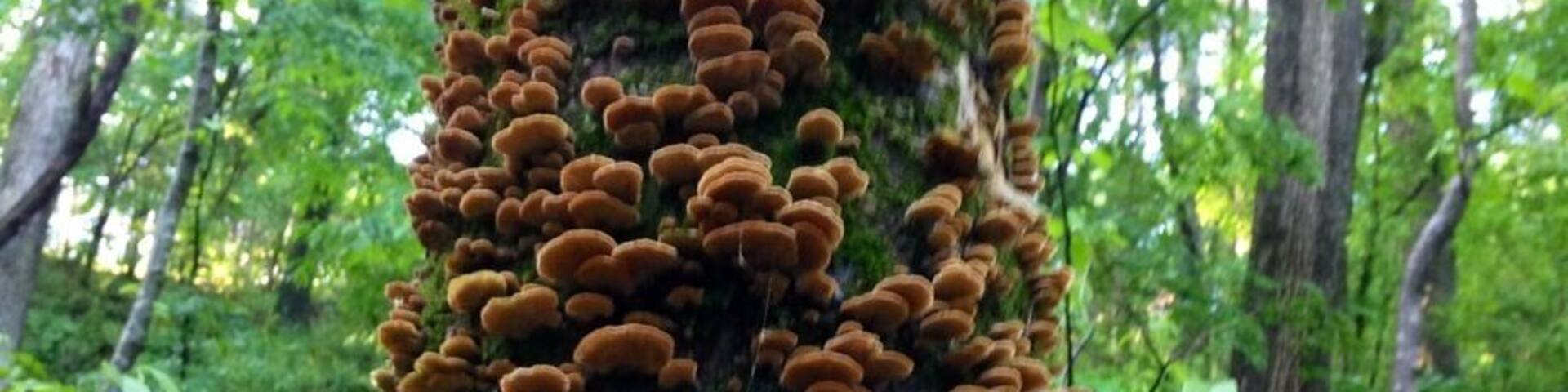 Un arbre dont le tronc est recouvert d’une épaisse couche de champignons orange, au milieu d’une forêt.