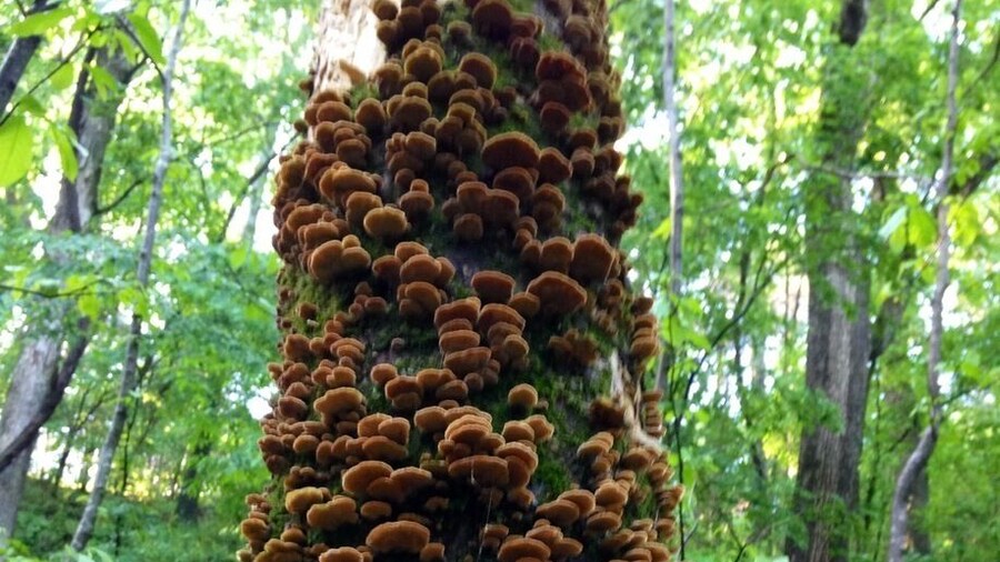 Hiking trail behind the water park