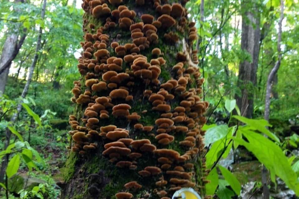 A tree with a dense growth of orange fungi on its trunk, surrounded by a forest.