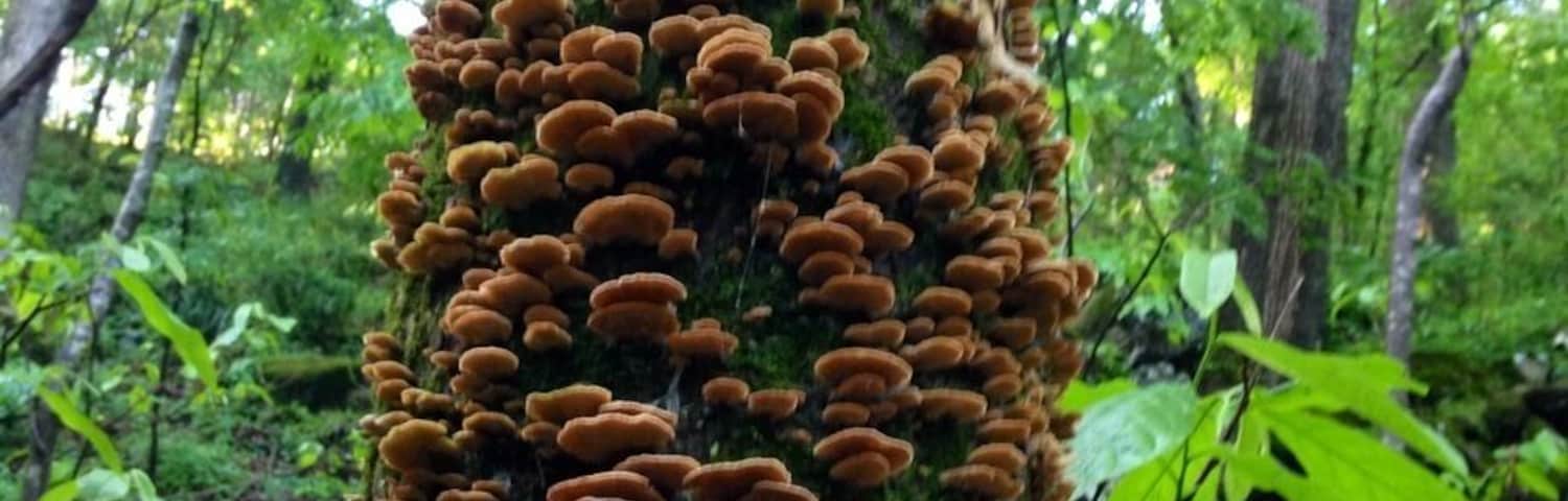 Hiking trail behind the water park