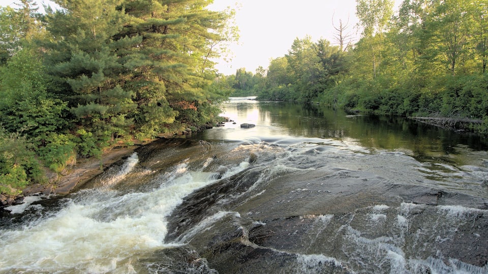 A river flowing through a forested area with a waterfall and dense trees.