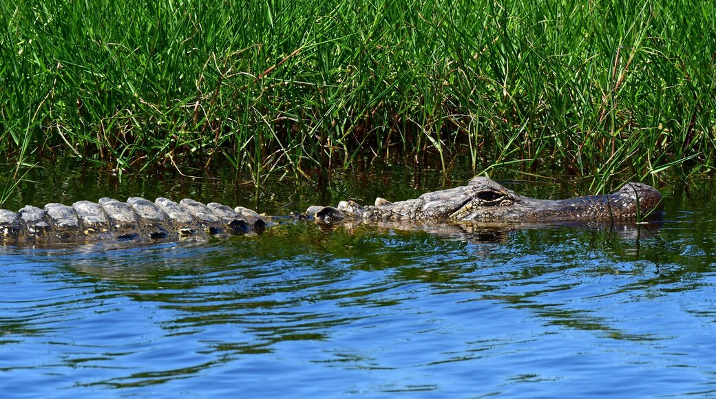 american alligator swimming in the marsh at san bernard national wildlife refuge near brazoria, on the gulf coast of texas