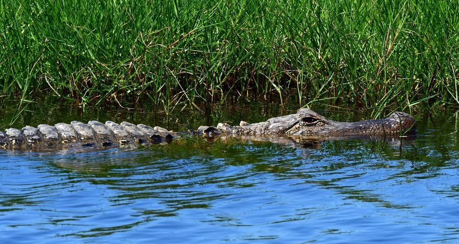 american alligator swimming in the marsh at san bernard national wildlife refuge near brazoria, on the gulf coast of texas