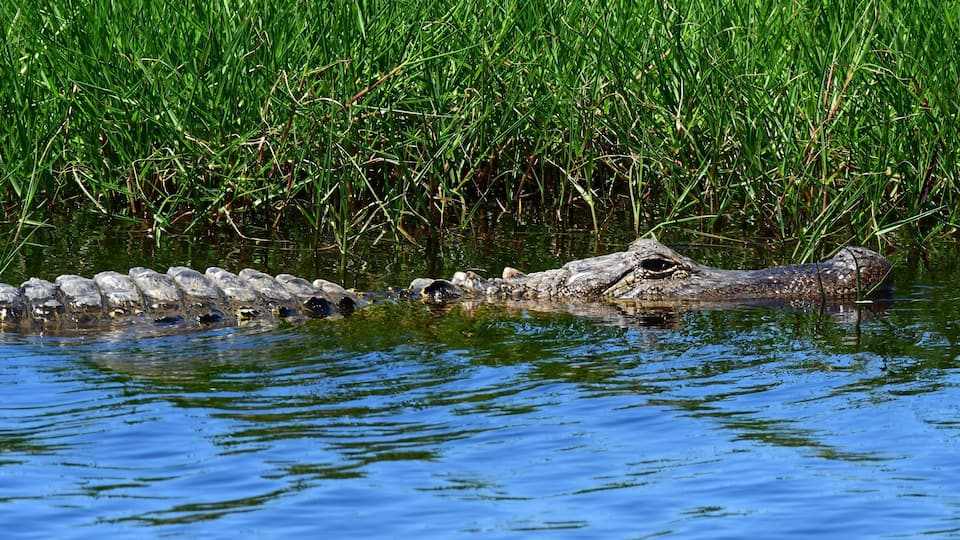 An alligator partially submerged in water with a grassy background.