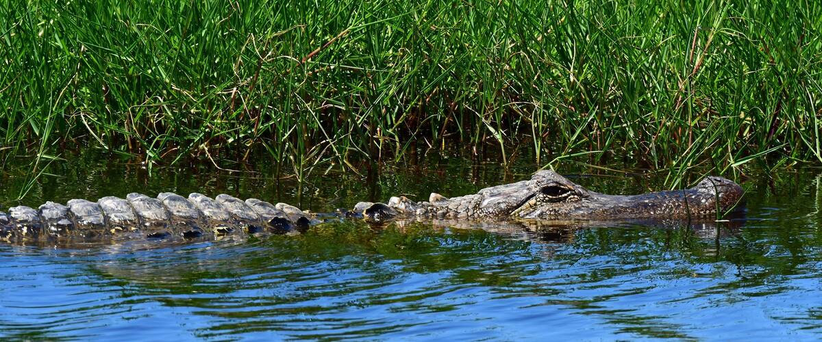 american alligator swimming in the marsh at san bernard national wildlife refuge near brazoria, on the gulf coast of texas