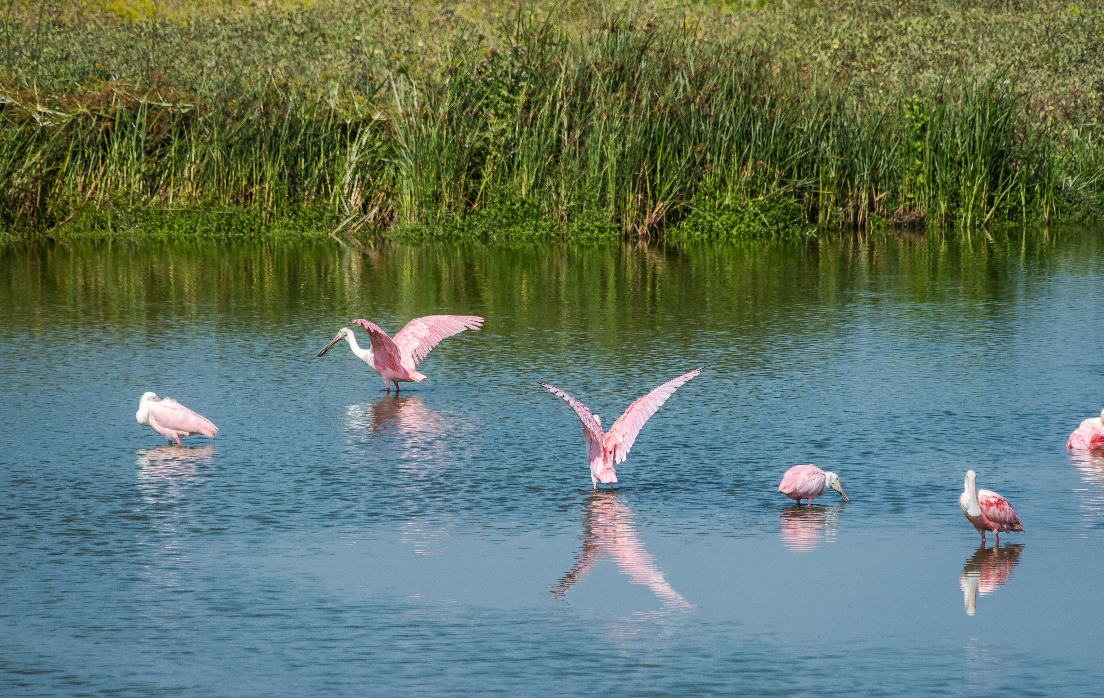 Port Aransas, Texas, Island destination on the Texas Gulf Coast, Gulf of Mexico, for Texans all year long. It has something for everyone, especially birders and beachgoers.