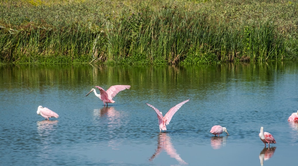Port Aransas, Texas, Island destination on the Texas Gulf Coast, Gulf of Mexico, for Texans all year long. It has something for everyone, especially birders and beachgoers.