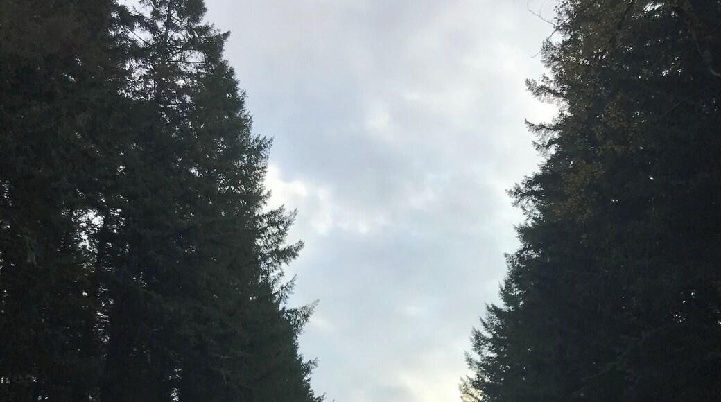 Symmetry on the road near Ashford, WA.