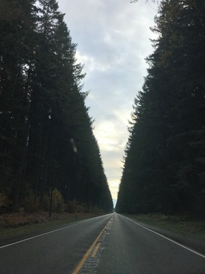Symmetry on the road near Ashford, WA.