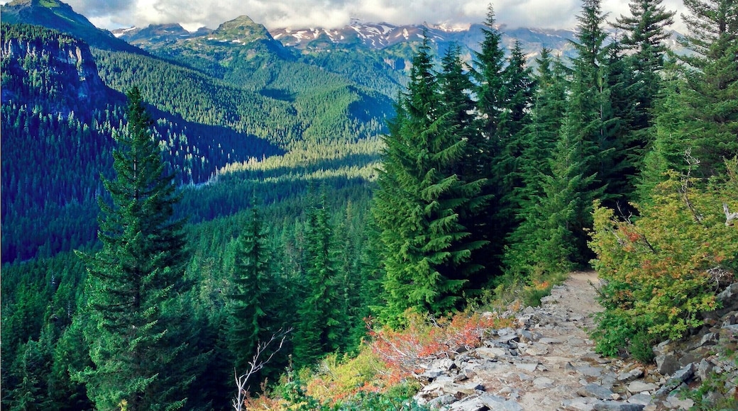 Your reward for hiking 1400ft (426m) up Rampart Ridge is a great view of Mount Rainier and the forested Nisqually River valley. The hike is open year round, so you can get your Mount Rainier fix even in January! The loop is 4.6 miles (7.4km) long and departs from the Longmire parking lot.